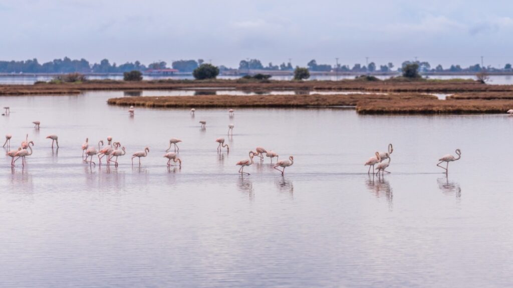υγροβιότοπος