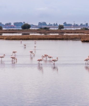 υγροβιότοπος